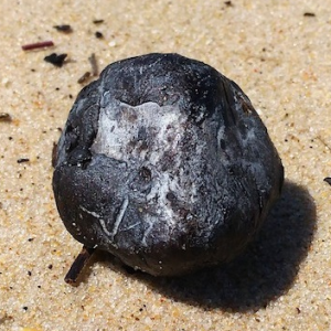pure black ambergris for sale