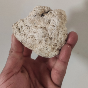 White ambergris for sale